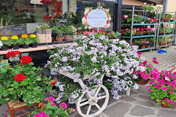 Fiori di Gavi e Stefi fioraio