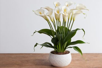 Pianta di calla bianca