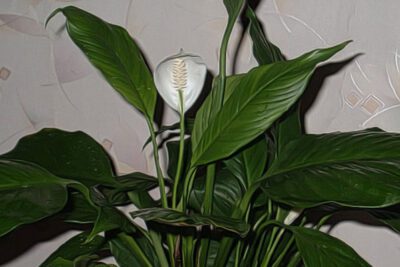 fiori di spathiphyllum