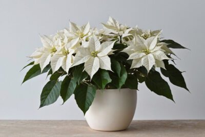 Stella di Natale bianca: consegna a domicilio