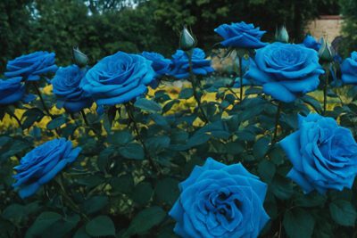 un giardino di rose blu