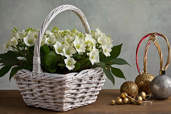 Cesto natalizio con kalanchoe bianca