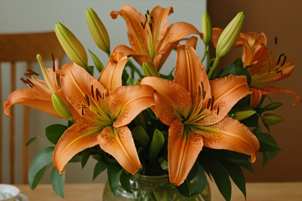 lilium arancione