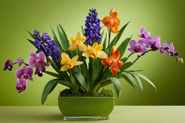 centrotavola di orchidee, tulipani e iris