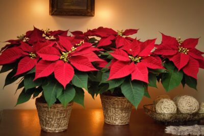 Composizione di stelle di Natale