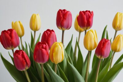 tulipani significato dei suoi vari colori
